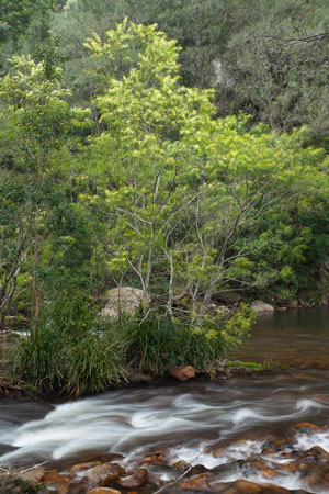 Flowering wattles on the river