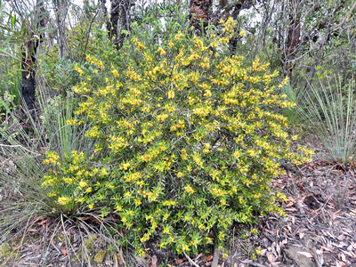 Louisa's Mistletoe