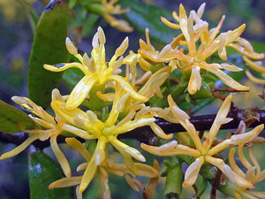 Atkinsonia ligustrina