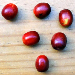 Mature Fruit