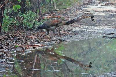 Superb Lyrebird (male)
