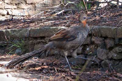 Superb Lyrebird (juvenile)