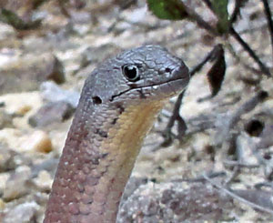 Scaly-foot