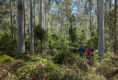 Blue Gum Forest