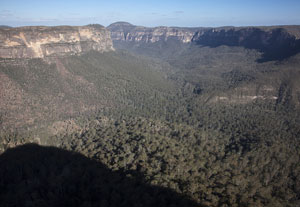 Blue Gum Forest from Perrys Lookdown