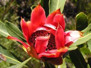 Waratah