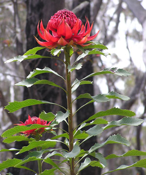 Waratah
