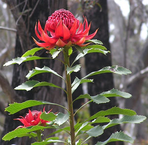 Waratah