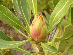 Waratah bud