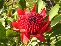Waratah flower
