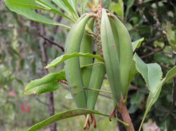 Waratah fruit