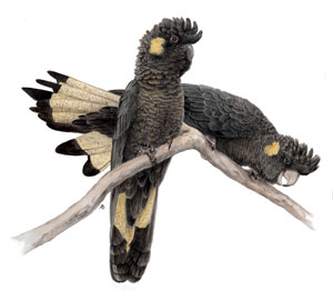 Yellow-tailed Black-Cockatoos