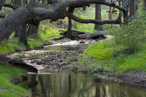 Capertee NP
