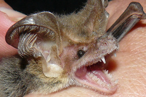 Lesser Long-eared Bat