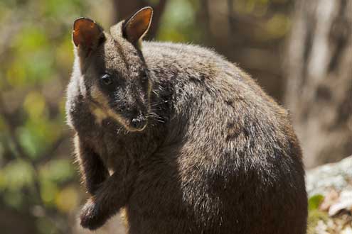 Brush-tailed Rock-wallaby