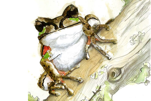 Blue Mountains Tree Frog