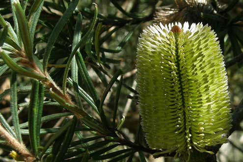 Silver Banksia