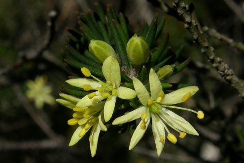 Leionema lachnaeoides