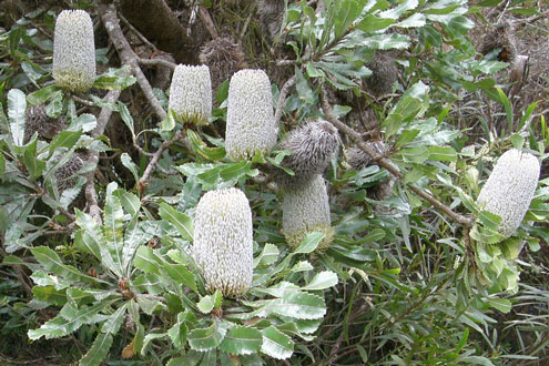 Old Man Banksia