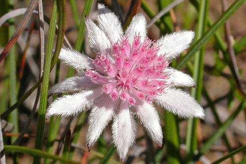 Pink Flannel Flower