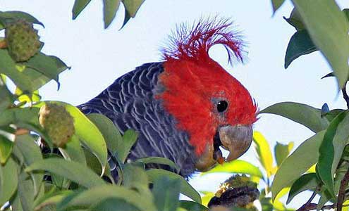 Gang-gang Cockatoo (male)