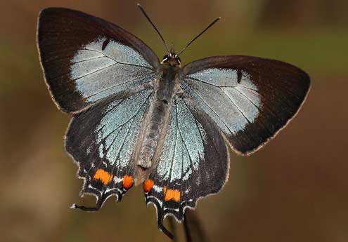 Imperial Hairstreak