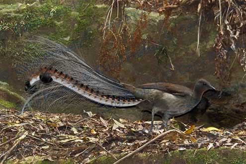 Superb Lyrebird (male)