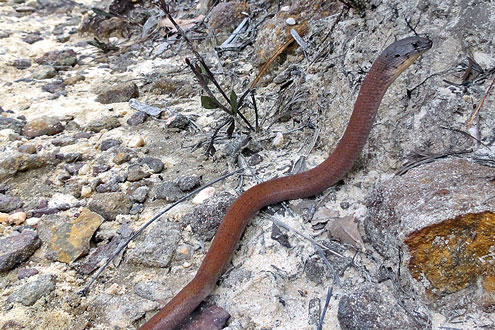 Scaly-foot