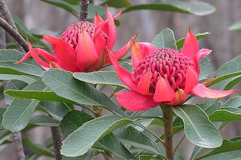 Waratahs