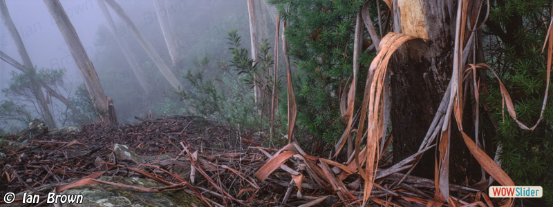 2. Blue Mountains Ash on Narrow Neck