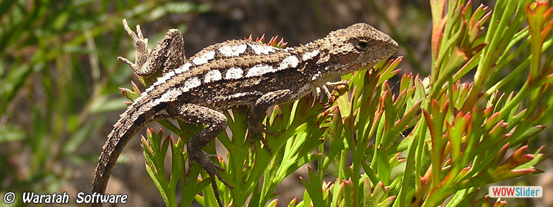 6. Mountain Dragon