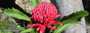 3. Waratah